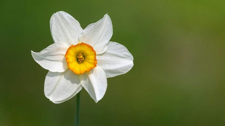 lily putih