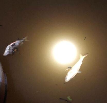 DLH Tindak Lanjut, Ribuan Ikan Mati di Sungai Siak
