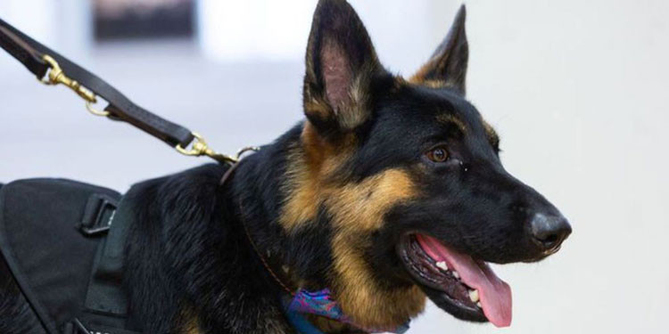 Anjing Pelacak Mencegah Penyelundupan 19 Ribu Pil Ekstasi ke Dumai