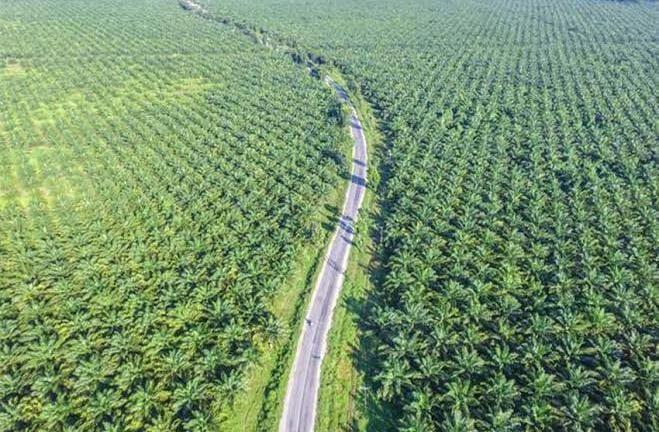 Kebun Sawit Menyusup ke Kawasan Hutan di Riau: Lebih dari Sekedar Sanksi Administrasi
