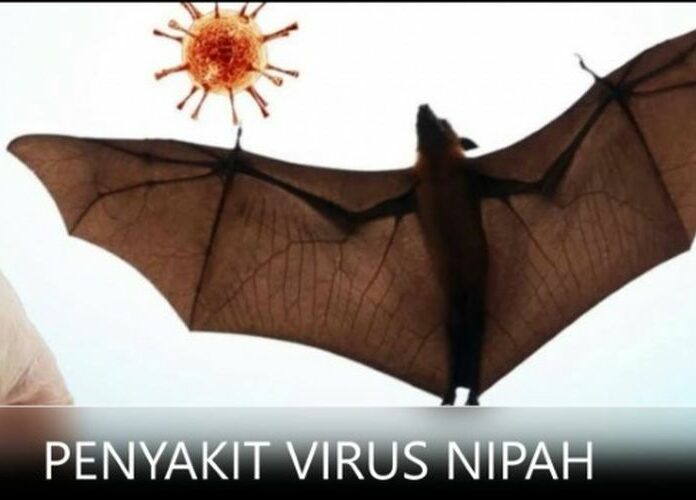 Penyebaran Virus Nipah di Negara Tetangga, Bagaimana Situasi di Indonesia?