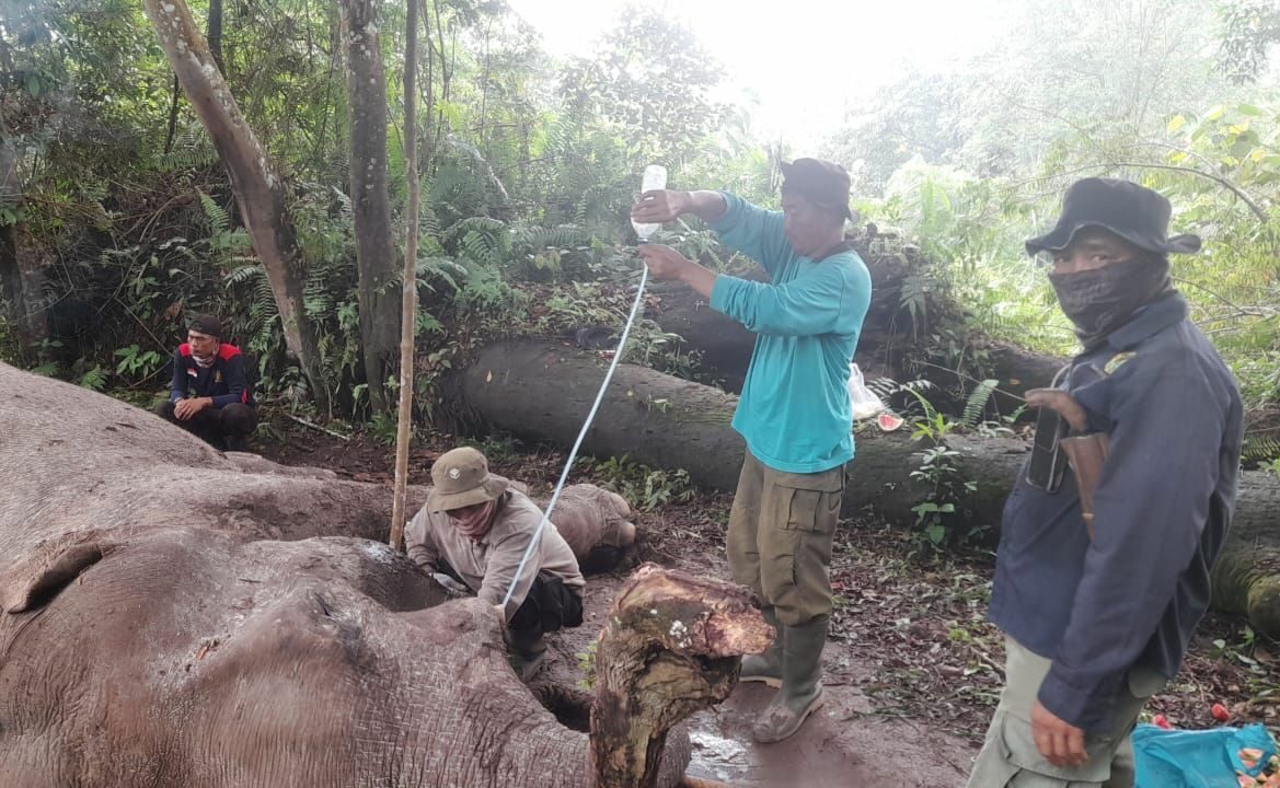 Gajah Latih di Taman Nasional Tesso Nilo Tewas Akibat Diracun dan Gading Dicuri